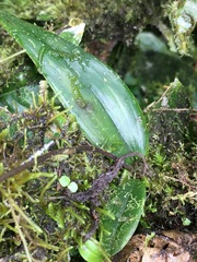 Comparettia falcata