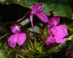 Comparettia falcata