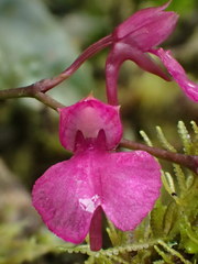 Comparettia falcata