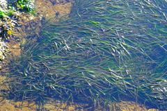 Phyllospadix scouleri