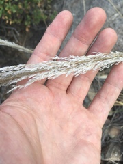 Muhlenbergia emersleyi