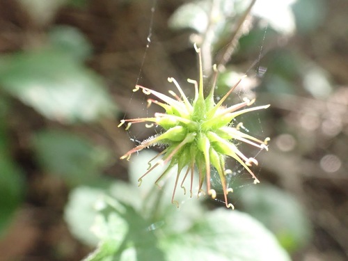 purple avens (Geum rivale)