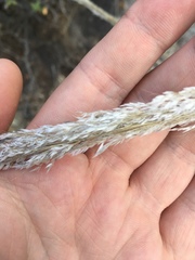 Muhlenbergia emersleyi