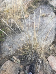 Muhlenbergia emersleyi