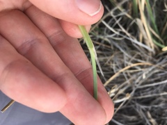 Muhlenbergia emersleyi