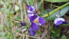 Dichorisandra thyrsiflora