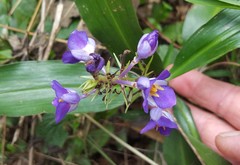Dichorisandra thyrsiflora