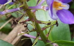 Dichorisandra thyrsiflora