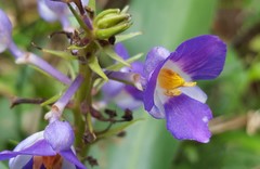 Dichorisandra thyrsiflora