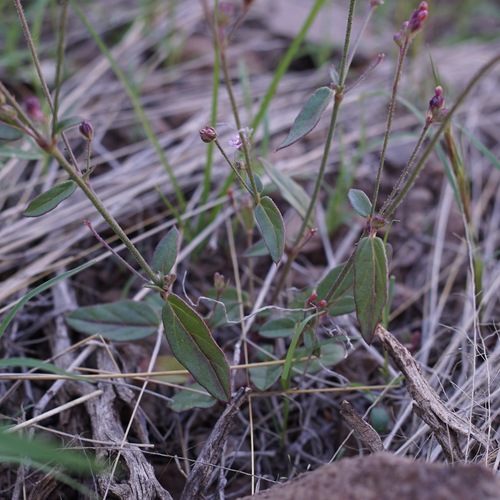 Image of Boerhavia purpurascens by (c) Andrew Tree, some rights reserved (CC BY)