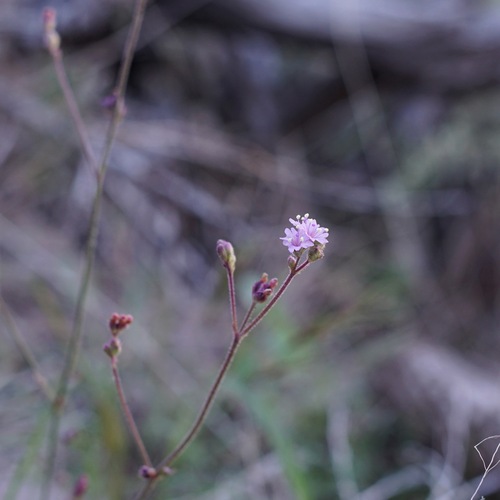 Image of Purple Spiderling (Boerhavia purpurascens) by (c) Andrew Tree, some rights reserved (CC BY)