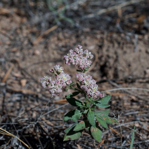 Image of Eriogonum abertianum by (c) Andrew Tree, some rights reserved (CC BY)