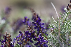 Psorothamnus arborescens