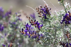 Psorothamnus arborescens