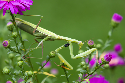 European Mantis, photo 9 of 9