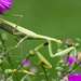 European Mantis - Photo (c) Manuel Raab, some rights reserved (CC BY-NC), uploaded by Manuel Raab