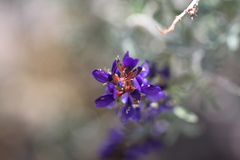 Psorothamnus arborescens