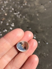 Sigapatella novaezelandiae