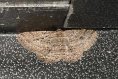 Zermizinga sinuata