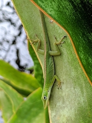 Anolis carolinensis