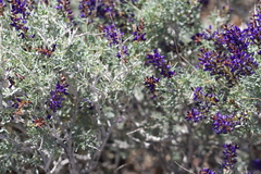 Psorothamnus arborescens