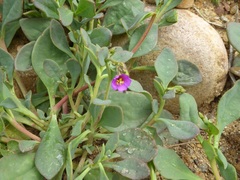 Cistanthe maritima