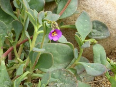 Cistanthe maritima