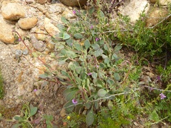 Cistanthe maritima