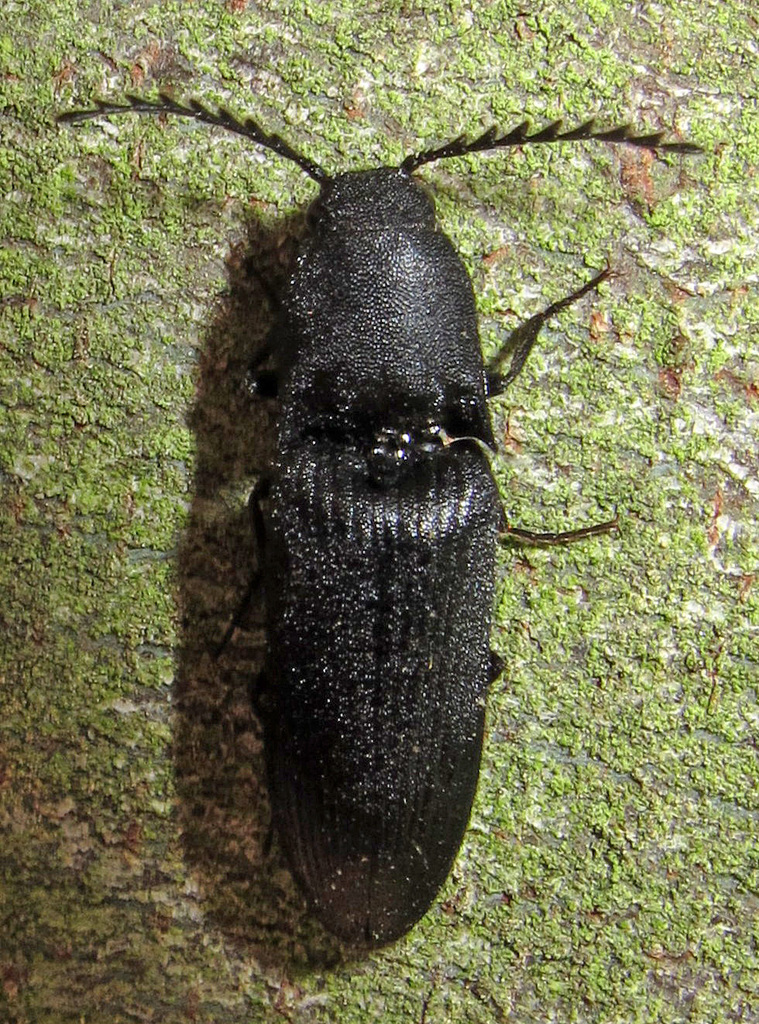 Megapenthes tartareus