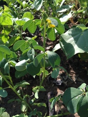 Crotalaria incana