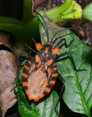 Spartocera pantomima