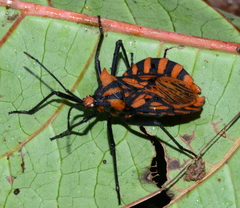 Spartocera pantomima