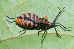 Spartocera pantomima