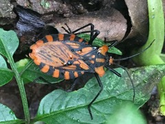 Spartocera pantomima