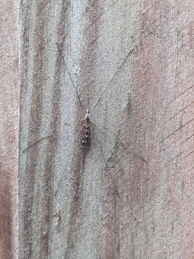 Typical Crane Flies from Watford, UK on September 24, 2023 at 04:17 PM ...