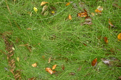 Isolepis reticularis