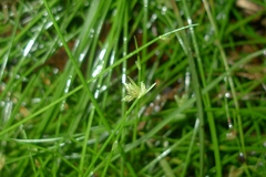 Isolepis reticularis