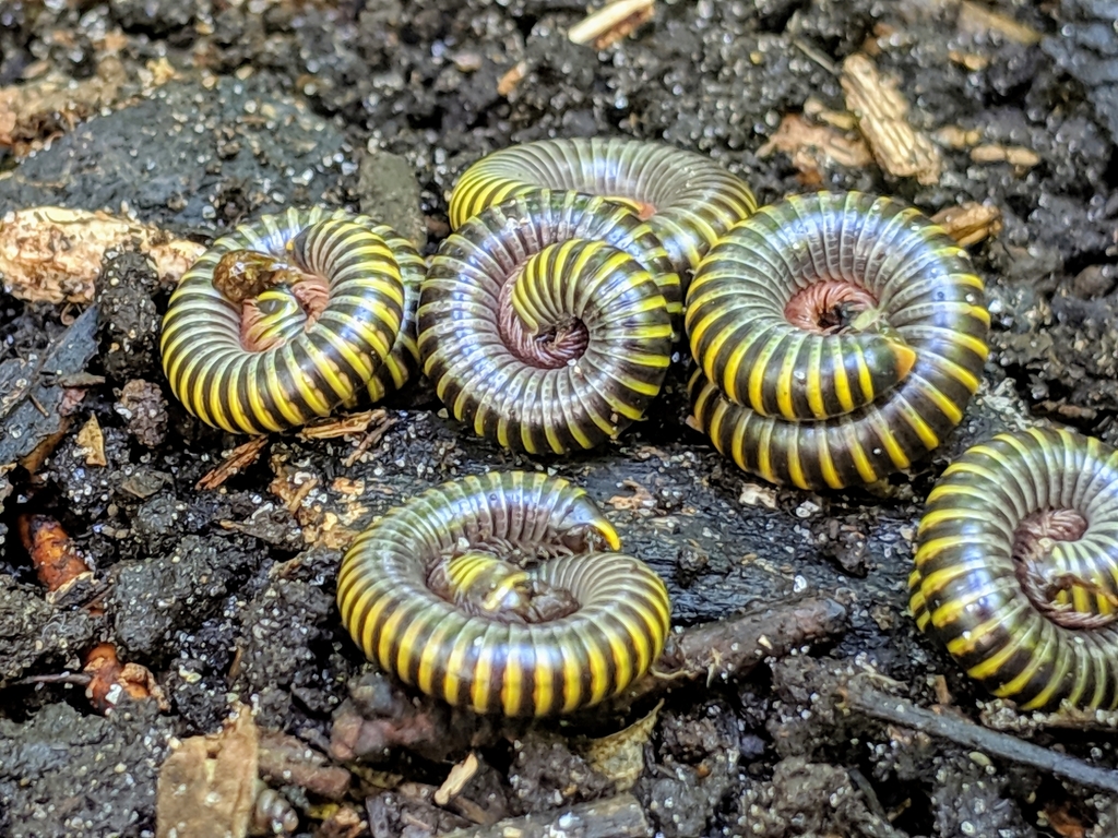 Bumblebee Millipede