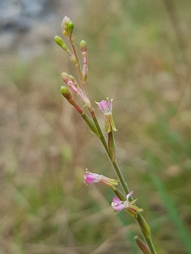 Gaura parviflora iNat (2)