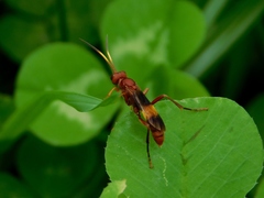 Trogomorpha arrogans