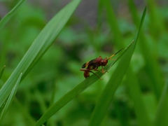 Trogomorpha arrogans
