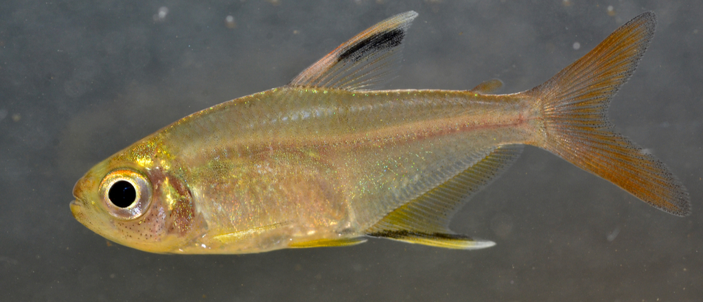 featherfin tetra