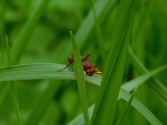 Trogomorpha arrogans