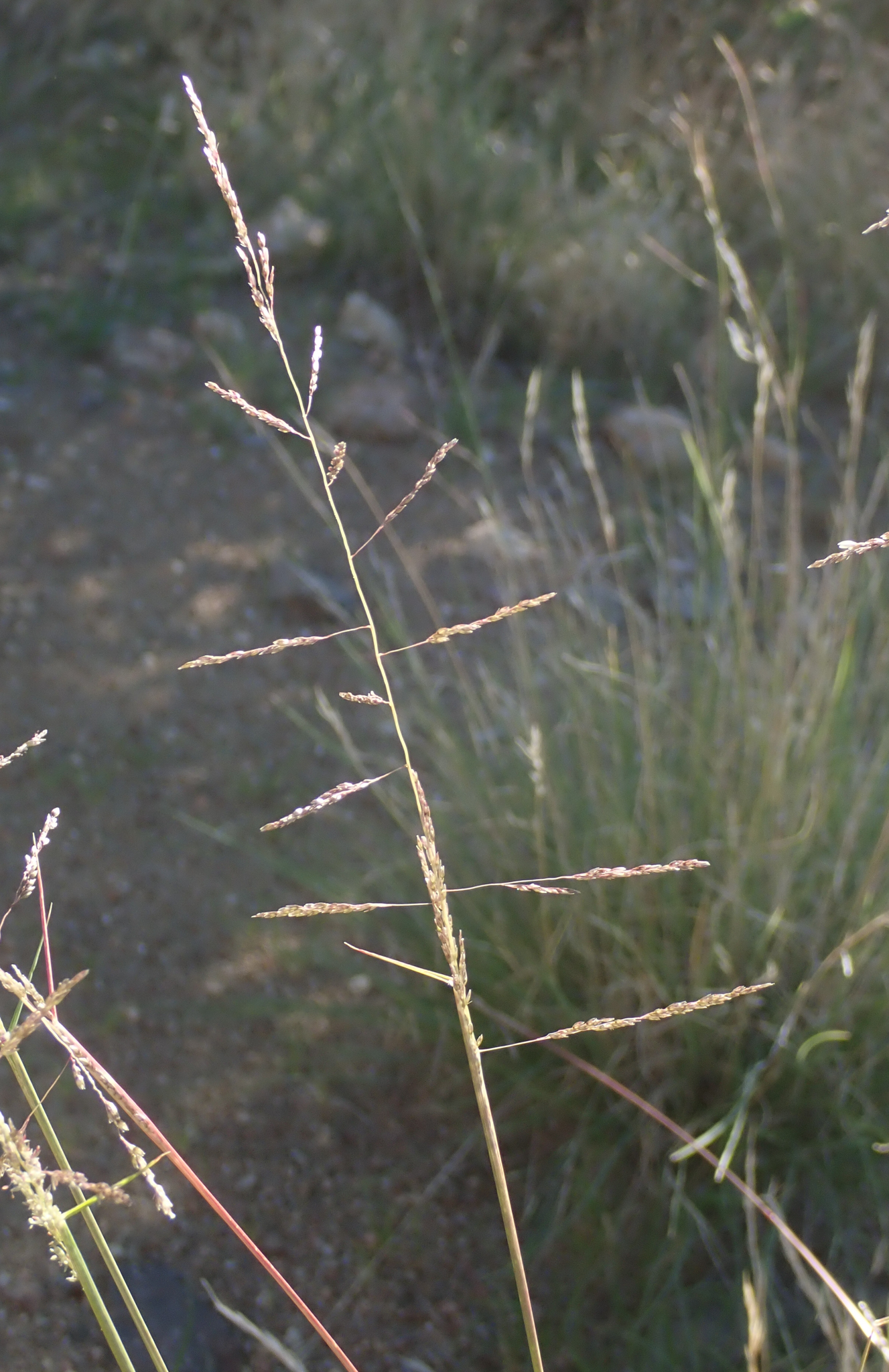 Sporobolus cryptandrus
