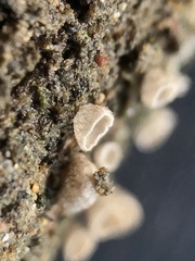 Cyphellaceae