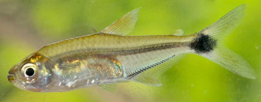 Tétra de Boeseman (Hemigrammus boesemani)