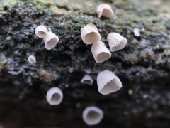 Cyphellaceae