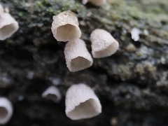 Cyphellaceae