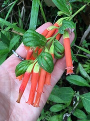 Macleania bullata