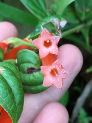 Macleania bullata